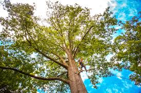 Best Root Management and Removal  in Sidney, IL