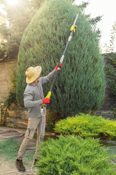Best Lawn Disease Treatment  in Sidney, IL